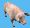 Обычная фермерская свинья.jpg