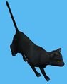 Тексианская черная кошка.jpg