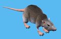 Тоннельная крыса Черной Норы.jpg